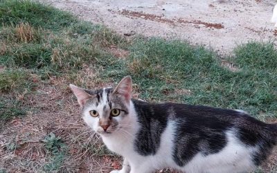 „Katzen-Liebe“ vor Ort: ein Einblick in die tägliche Tierschutzarbeit
